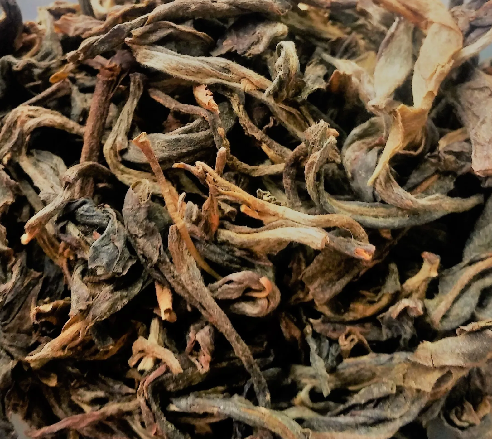Puerh Saiqing biologique